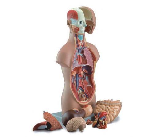 无性人体半身躯干模型（50cm/12件）
