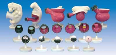 人体胚胎模型（17部件）